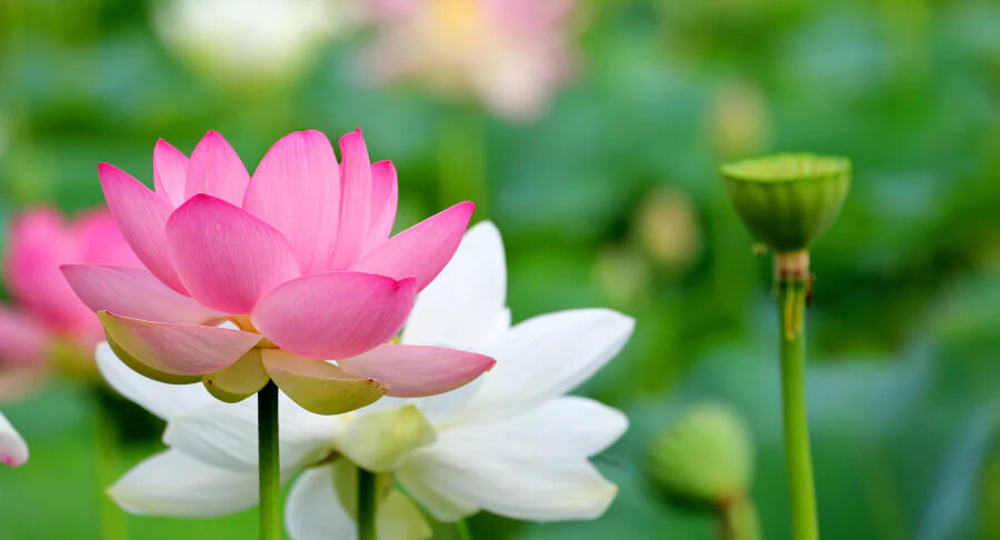 Hoa Sen Có Màu Gì?